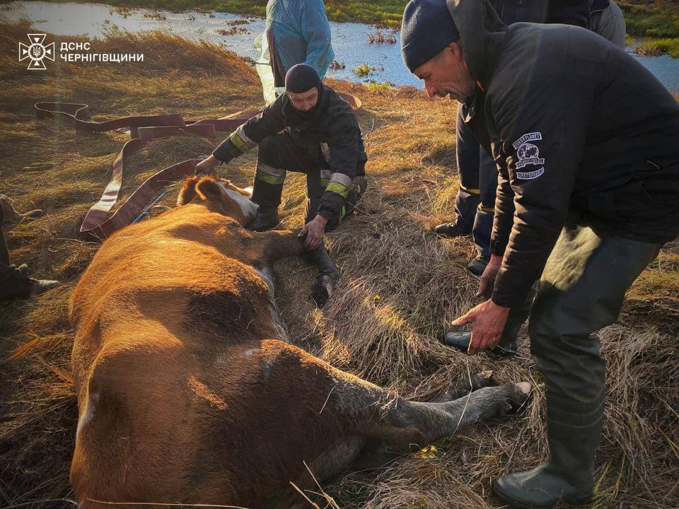 Врятували корову, що застрягла у водоймі