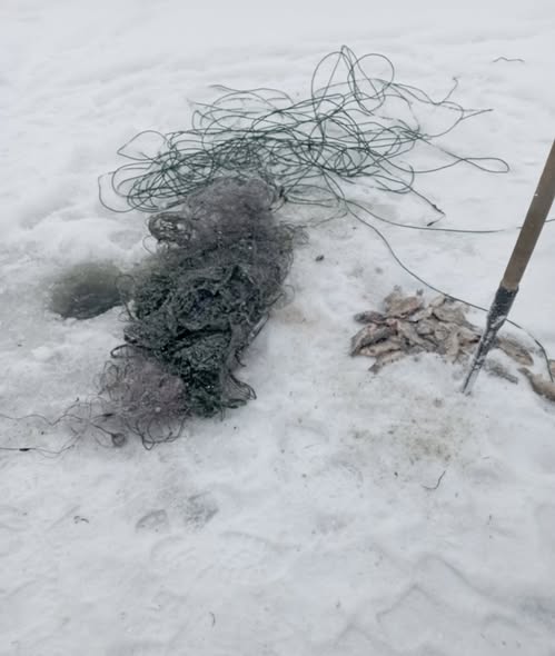 На Новгород-Сіверщині незаконно виловили 37 карасів