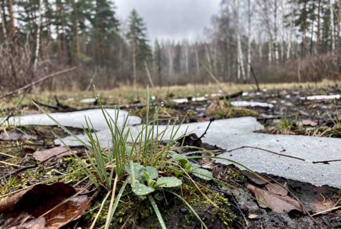 Погода у Новгороді-Сіверському на 14.04.2026