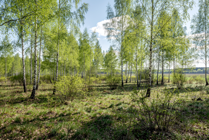 Погода у Новгороді-Сіверському на 24.04.2026