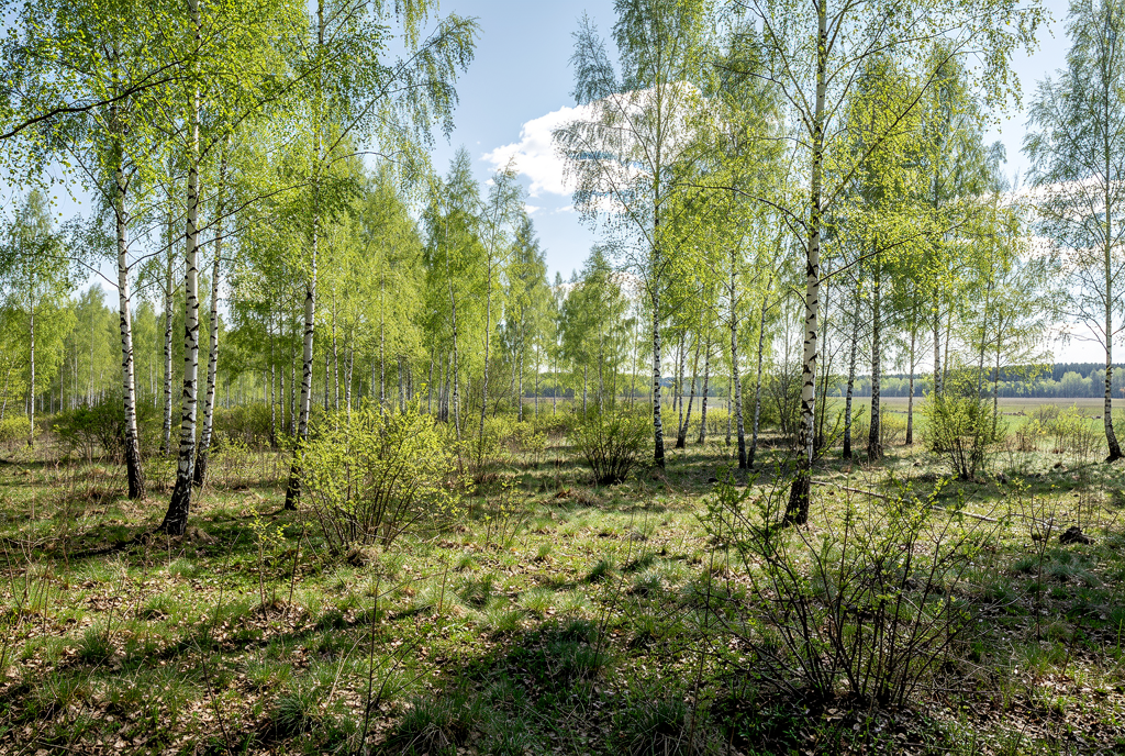 Погода у Новгороді-Сіверському на 24.04.2026